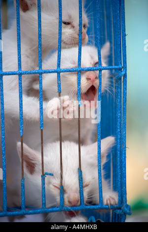 Thailand Bangkok Chatuchak Market Pet Stall Stock Photo