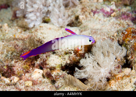 Elegant Dartfish, also known as a Purple Dartfish and Elegant Firefish, Nemateleotris decora Stock Photo