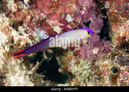 Elegant Dartfish, also known as a Purple Dartfish and Elegant Firefish, Nemateleotris decora Stock Photo