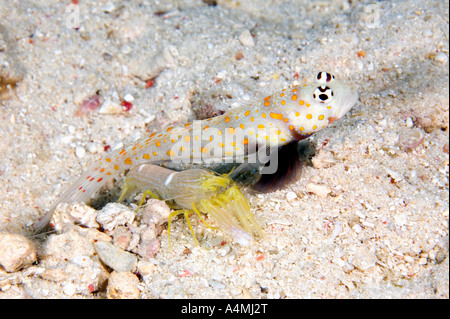 Spotted shrimp goby also known as Black Chest shrimp goby, Amblyeleotris guttata in symbiotic relationship with snapping shrimp, Alpheus ochrostriatus Stock Photo