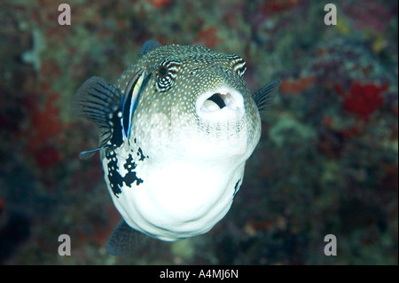 Map Puffer or Scribbled Puffer (Arothron mappa), Raja Ampat, West Stock ...