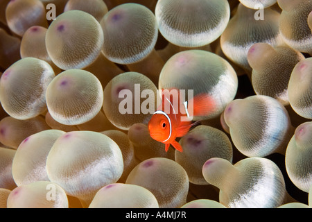 Small juvenile Spine-cheek anemonefish, Spinecheek anemonefish Premnas biaculeatus, in it's Bubble tip anemone home, Entacmaea quadricolor Stock Photo