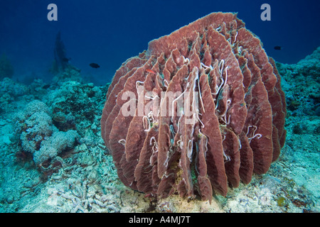 Giant barrel sponge, Xestospongia testudinaria. The surface is covered with Lampert's Holothurians or Sea Cucumbers, Synaptula lamperti Stock Photo