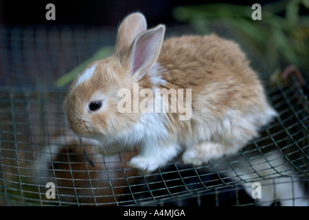 Rabbit on sale at Chatuchak Market Bangkok Thailand Stock Photo