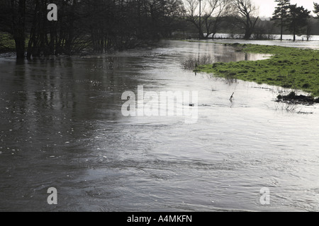 Flooding on the River Waveney, Norfolk Suffolk border near Harleston , England Stock Photo