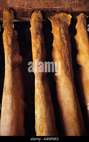 Fes el Bali, Morocco. Animal skins hang to dry at the tanneries Stock Photo
