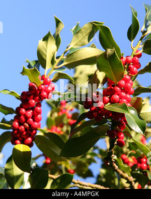 Branches of holly against blue sky Stock Photo