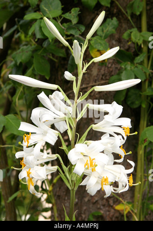Lilium Regale Album. White lily in the gardens of Groombridge Place, Kent. Stock Photo