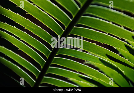 Morocco Marrakech North Africa Close up view of date palm leaves at Jardin Majorelle Morocco Marrakech North Africa Close up view of date palm leaves at Jardin Majorelle