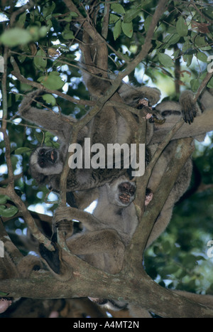 Northern Woolly Spider Monkey or Muriqui (Brachyteles a. hypoxanthus), Caratinga Reserve, Minas Gerais, Southeast Brazil Stock Photo