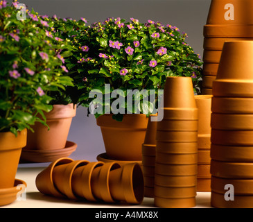 GERMAN VIOLET, PERSIAN VIOLET (EXACUM AFFINE) Stock Photo