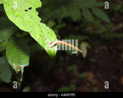 Tiger Leech (Haemadipsa sp.), Bilit, Sabah, MALAYSIA