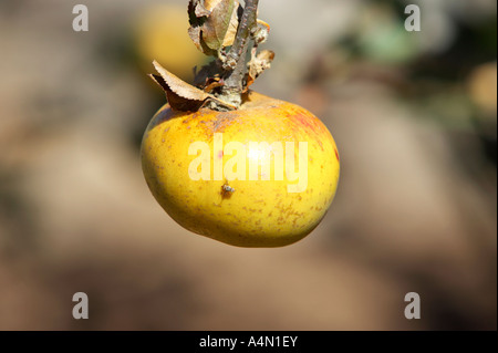 ripened apple hanging from a tree growing in a garden Tenerife Canary Islands Spain close up Stock Photo