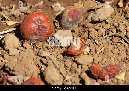 windfall unripened apples fallen lying on the ground in a garden Tenerife Canary Islands Spain Stock Photo