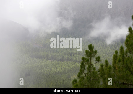 mist rolling over valley and middle slopes of El Teide mountain covered in forests Stock Photo