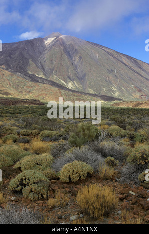 vertical desert and brushland surrounding el teide volcanic mountain parque nacional del teide Tenerife Stock Photo