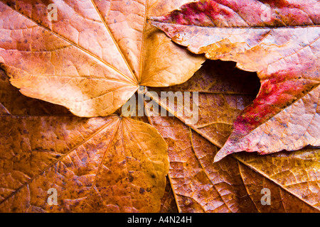 A texture of leathery autumnal / fall leaves in classic autumnal / fall ...