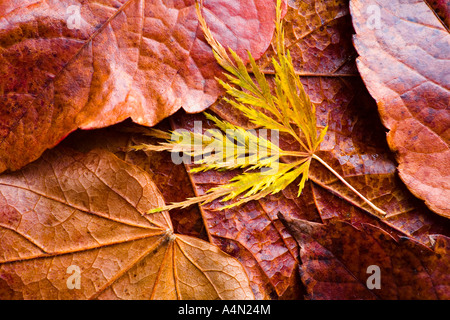 A texture of leathery autumnal / fall leaves in classic autumnal / fall ...