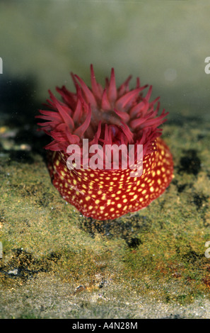 strawberry anemone Actinia fragacea in a rock pool Stock Photo