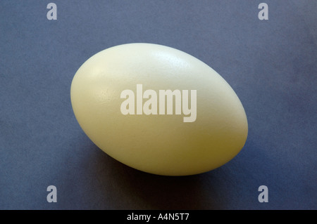 Rhea egg on black background Stock Photo