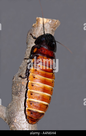 Madagascar hissing cockroach Gromphadorhina portentosa in a classroom. Stock Photo