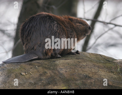 Beaver on log ohio river marsh lake pond castor canadensis beaver canadain rodent tail mammal Stock Photo