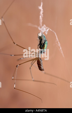 A daddy longlegs spider (Pholcus phalangioides) eating a house fly caught in its web. Stock Photo