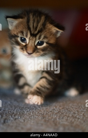 A Kitten a few days old Stock Photo