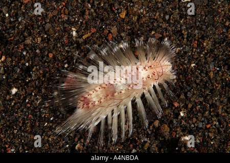 nm0750 D FIREWORM Chloeia sp BRISTLES STING Indonesia Indo Pacific Ocean Copyright Brandon Cole Stock Photo