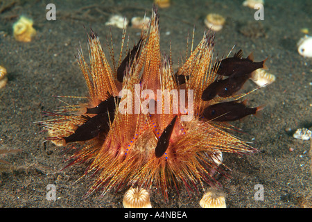 nm0803 D CARDINALFISH Siphamia tubifer SHELTER IN SEA URCHIN Indonesia Indo Pacific Ocean Copyright Brandon Cole Stock Photo