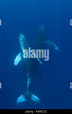 Two humpback whales in the ocean, with one of them blowing bubbles. The ...