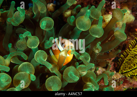 nm0115 D CLARK'S ANEMONEFISH Amphiprion clarkii IN SEA ANEMONE Indonesia Indo Pacific Ocean Copyright Brandon Cole Stock Photo