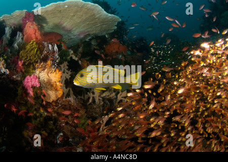 nm0323 D RIBBON SWEETLIPS Plectorhinchus polytaenia AND GOLDEN SWEEPERS Parapriacanthus ransonneti Indonesia Copyr Brandon Cole Stock Photo