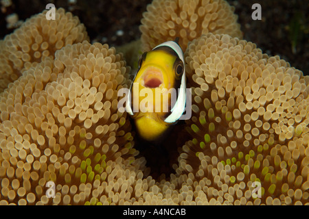 nm0503 D ANEMONEFISH Amphiprion clarkii IN SEA ANEMONE Indonesia Indo Pacific Ocean Copyright Brandon Cole Stock Photo