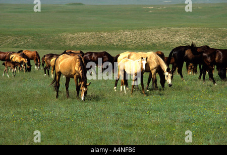 Unique historic and rare Akhal-Teke horses graze freely near breeding stud in Tashkent Uzbekistan Stock Photo