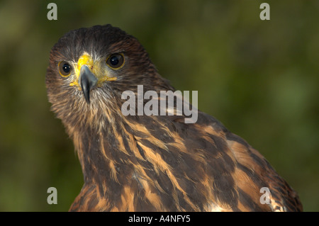 American Harris Hawk used in falconry Spain Stock Photo