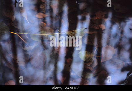 Casting tree shadows over fallen leaves in the marsh water Stock Photo