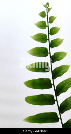 One green fern leaf plant against a white background Stock Photo