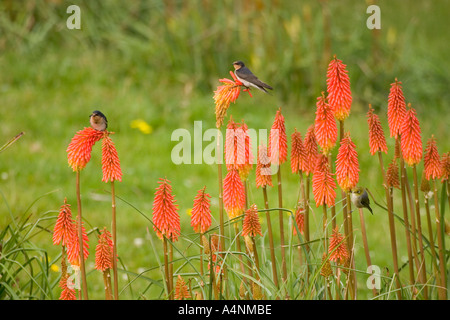 Welcome Swallows and Silvereye on red hot poker for its abundant nectar Stock Photo