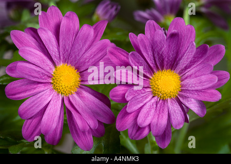 Chrysanthemums with nice out of focus background potton bedfordshire Stock Photo