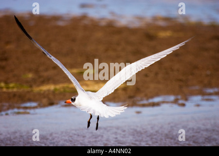 White fronted Tern Stock Photo