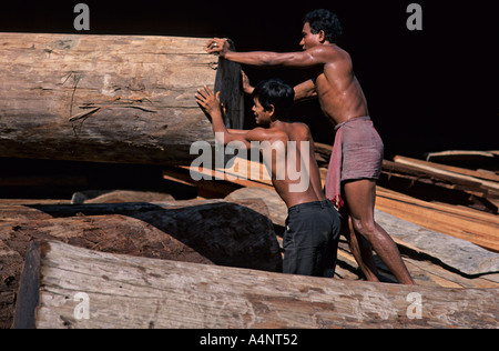 Loggers with wild teak wood tree in Myanmar, Burma. Stock Photo