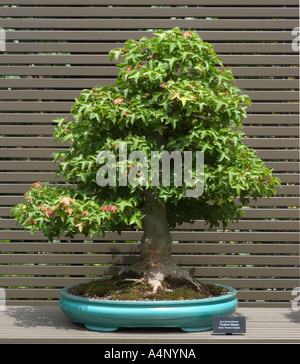 bonsai specimen on display at the Chicago Botanic Garden Acer buergerianum trident maple Stock Photo