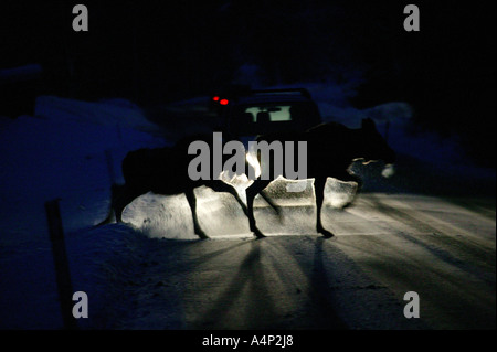 Elk crossing a road at nighttime in Våler kommune, Østfold fylke, Norway. Stock Photo