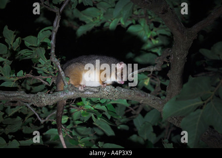 common ringtail possum pseudocheirus peregrinus looking down from a eucalyptus tree Stock Photo