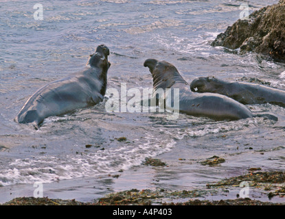 Northern Elephant Seal Mirounga angustirostris Stock Photo