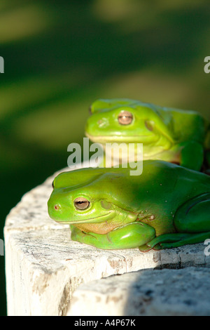 two australian green treefrogs sitting on top of a white fencepost Stock Photo
