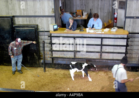 Amish Lifestyle Livestock auction Shipshewana Indiana Stock Photo