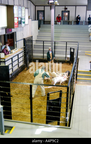 Amish Lifestyle Livestock auction Shipshewana Indiana Stock Photo