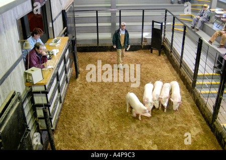 Amish Lifestyle Livestock auction Shipshewana Indiana Stock Photo